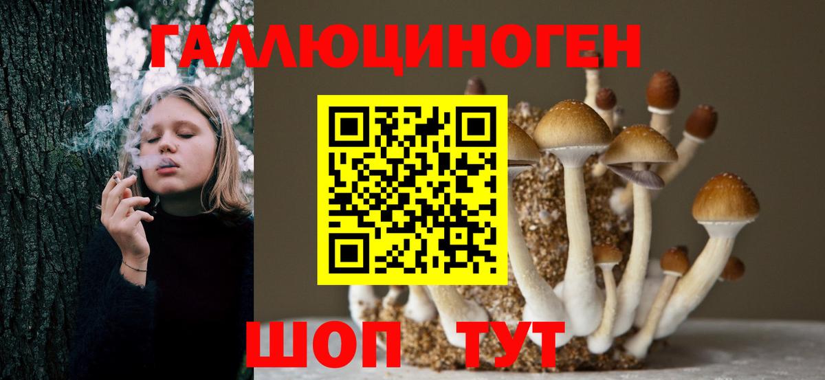 Соль-Илецк  Галлюциногенные грибы Psilocybe  наркотики  Вход с VPN 